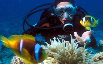 Neue Studie – Taucher stören die Ruhe von Fischen an Korallenriffen