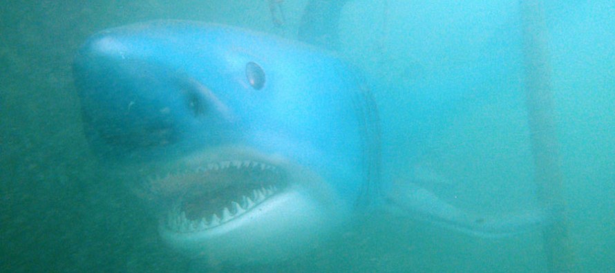 Attersee-Hai „Sparky“ bekommt eine neue Heimat im Freibacher Stausee in Kärnten