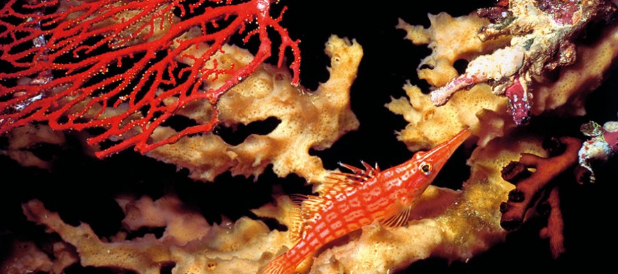 Wissenschaft – Warum Korallen nicht einfach umgesiedelt werden können