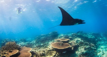 Queensland – Am Great Barrier Reef in Australien mit Mantarochen tauchen