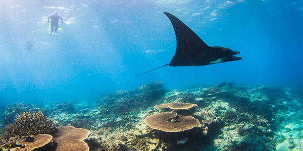 Queensland – Am Great Barrier mit next Reef tauchen generation Mantarochen Aquanaut in Australien | –