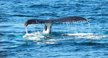 In Island ist lärmfreies Whale-Watching mit dem Elektroboot möglich