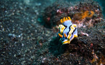 diving.DE eröffnet Tauchbasis auf Bali im September