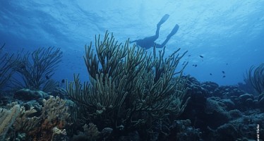 Guadeloupe-Korallenschutzprojekt