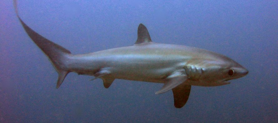 CITES entscheidet eindeutig für besseren Schutz von Haien und Rochen