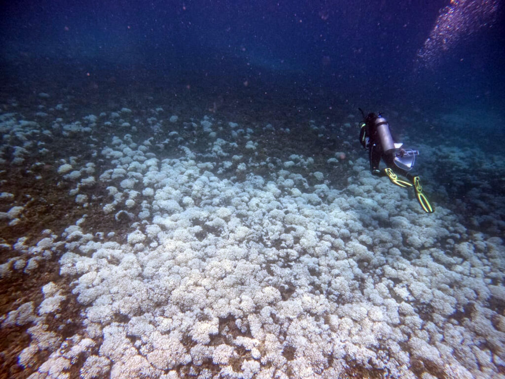 Vollständig gebleichtes Riff vor Isla Iguana in Panama. Foto: Juan Maté