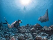 Eintauchen in die Welt der Mantarochen mit der „Manta Retreat“- Experience im InterContinental Maldives