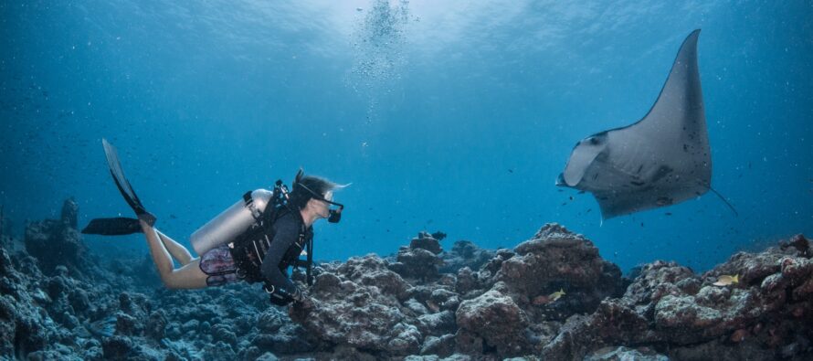 Eintauchen in die Welt der Mantarochen mit der „Manta Retreat“- Experience im InterContinental Maldives